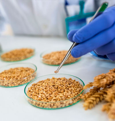 Análisis de semillas